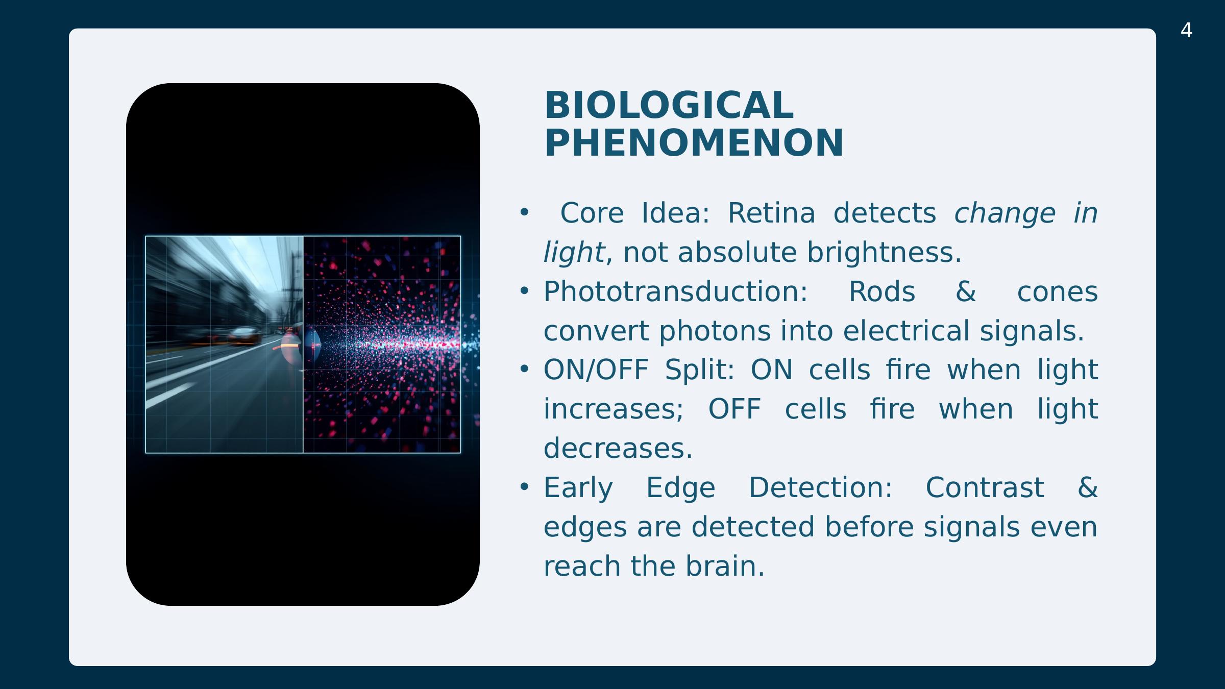 Slide 4: Biological phenomenon