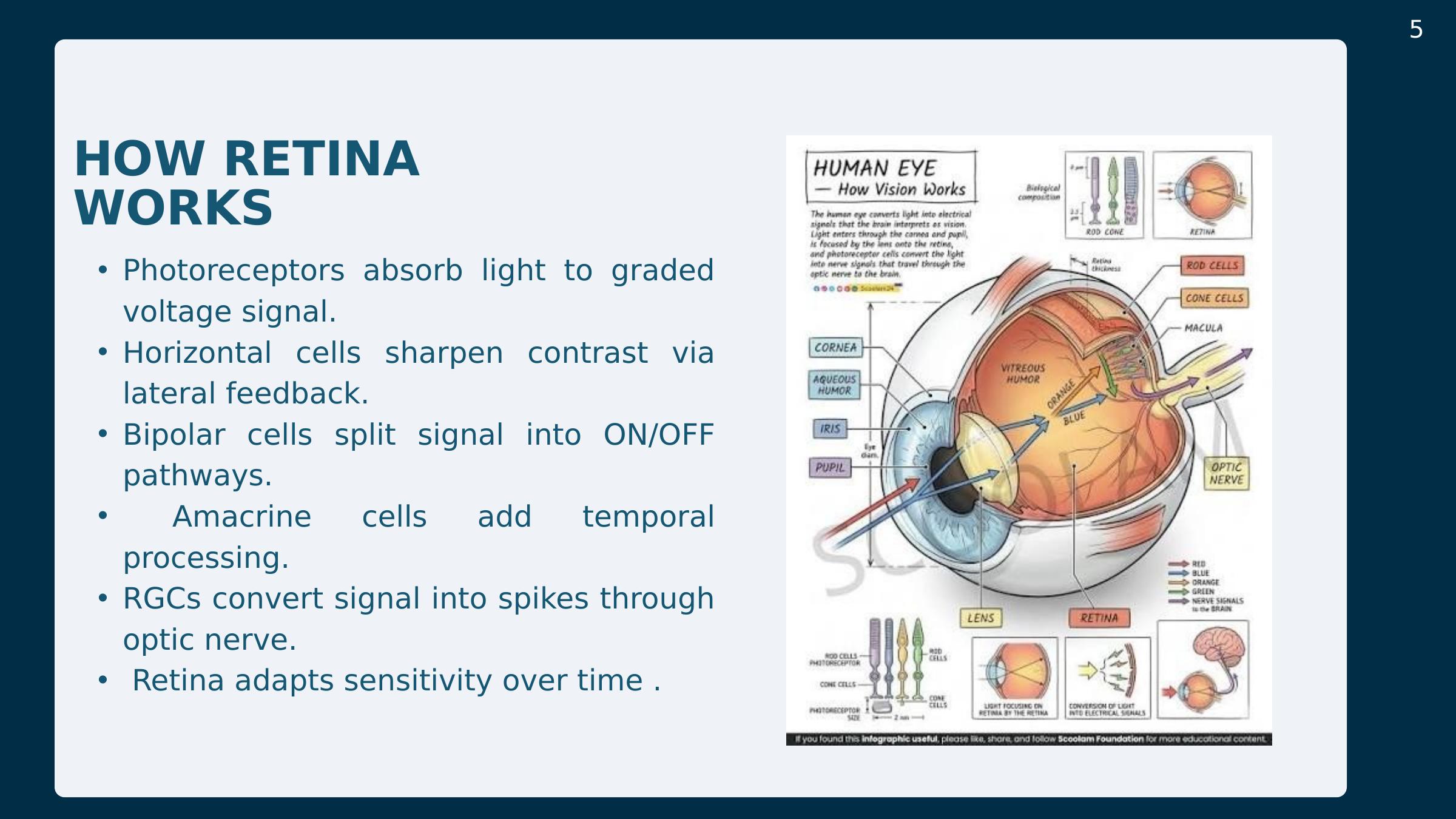 Slide 5: How the retina works